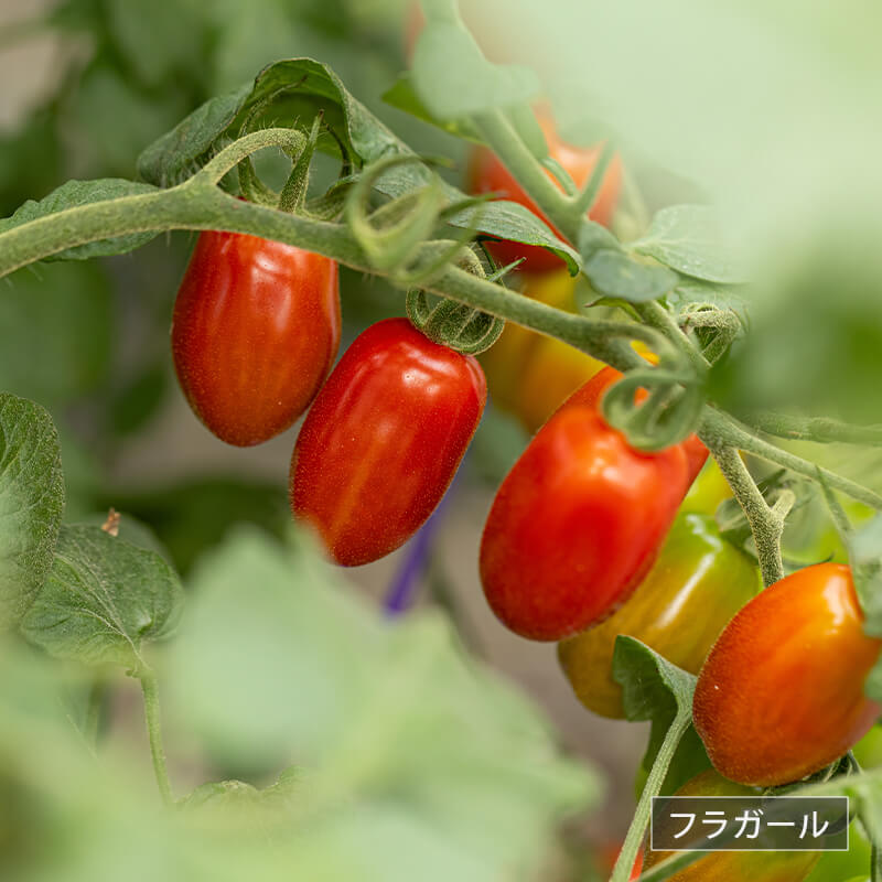 北海道当別産ミニトマト2種食べ比べ（甘っこ750g + フラガール750g