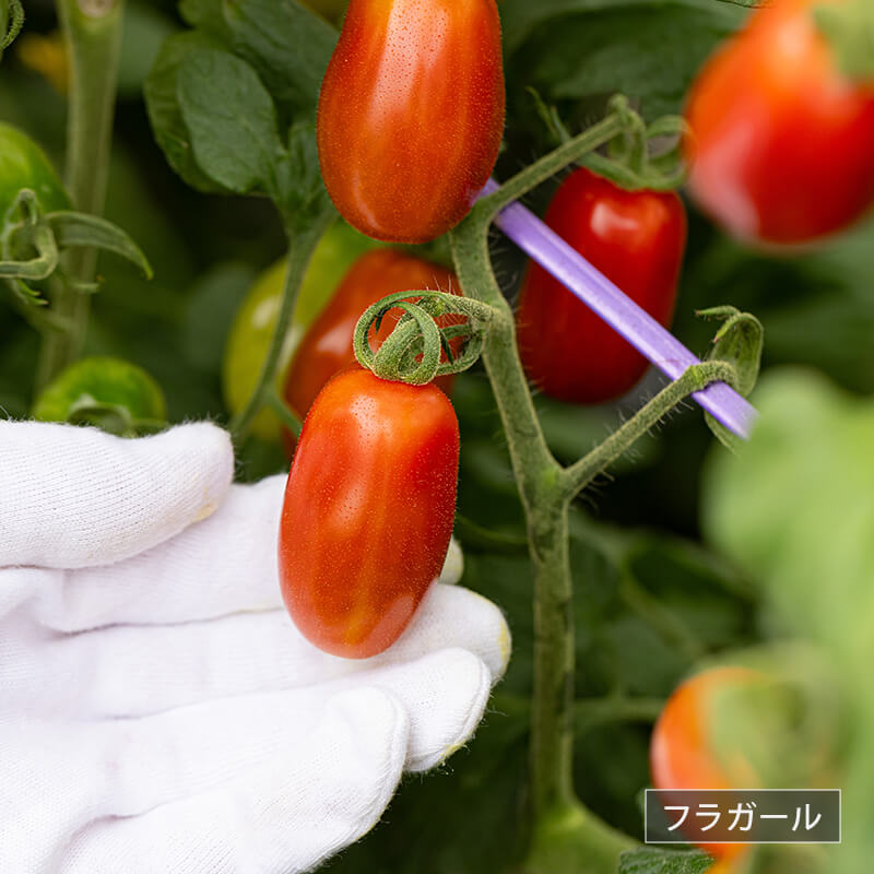 北海道当別産ミニトマト2種食べ比べ（甘っこ750g + フラガール750g