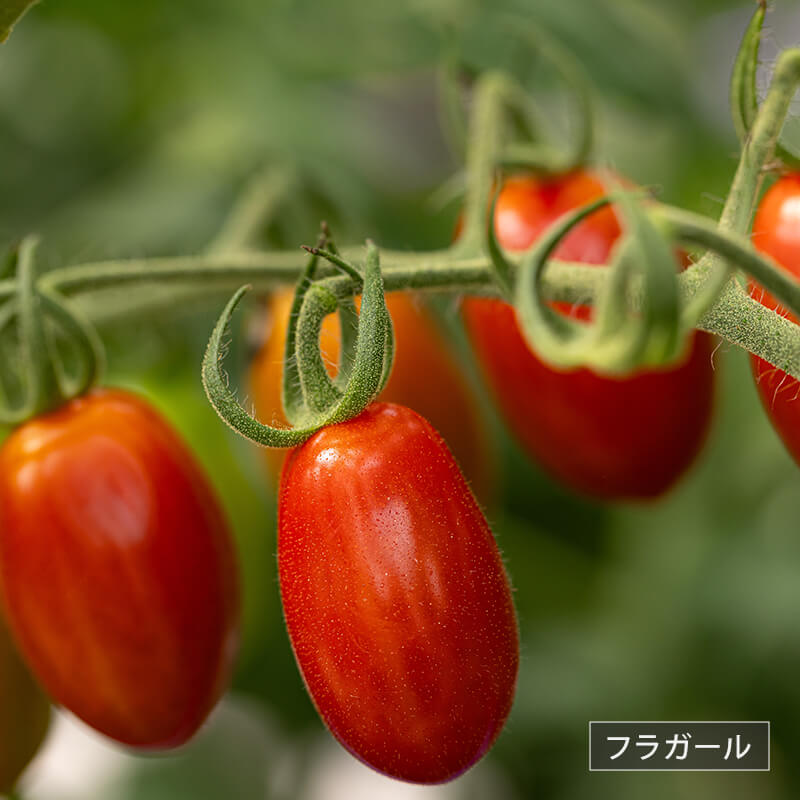 北海道当別産ミニトマト2種食べ比べ（甘っこ750g + フラガール750g