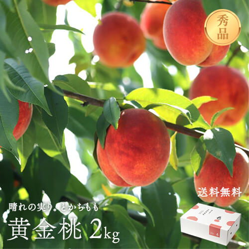 晴れの実り。とかちもも｜黄金桃 2kg【秀品】のイメージ
