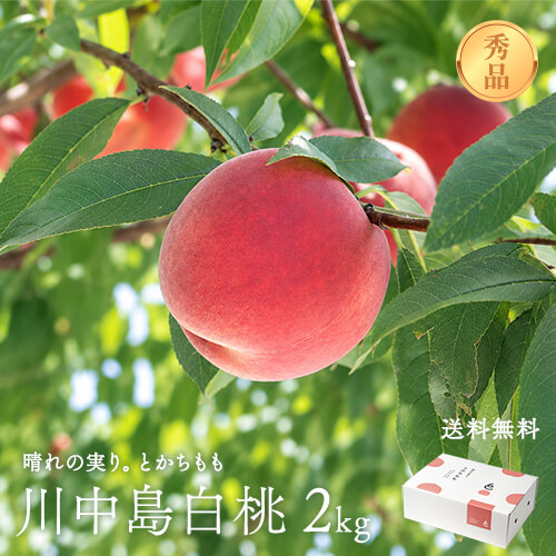 晴れの実り。とかちもも｜川中島白桃 2kg【秀品】のイメージ