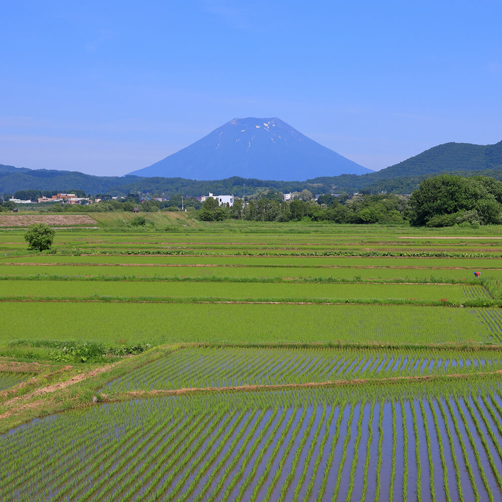 蘭越町産ゆめぴりか＆ななつぼし各2kg（真空パック）｜令和7年産｜特別
