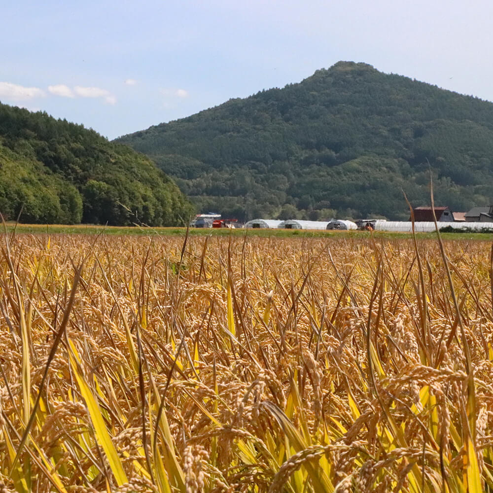 東旭川産ななつぼし5kg【令和6年産】｜PREZO(プレゾ) - 北海道のお