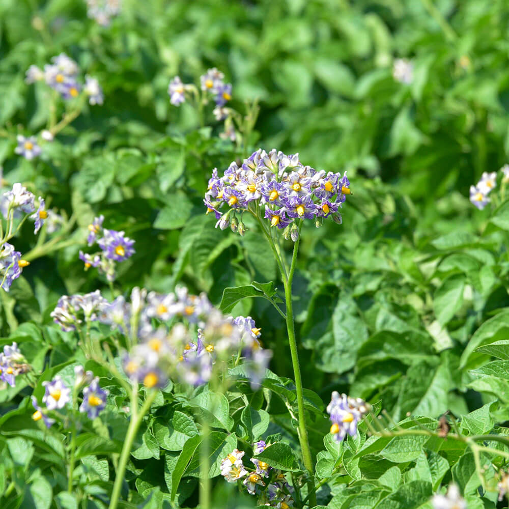 十勝産メークインとインカのめざめ 10kg｜PREZO(プレゾ) - 北海道のお