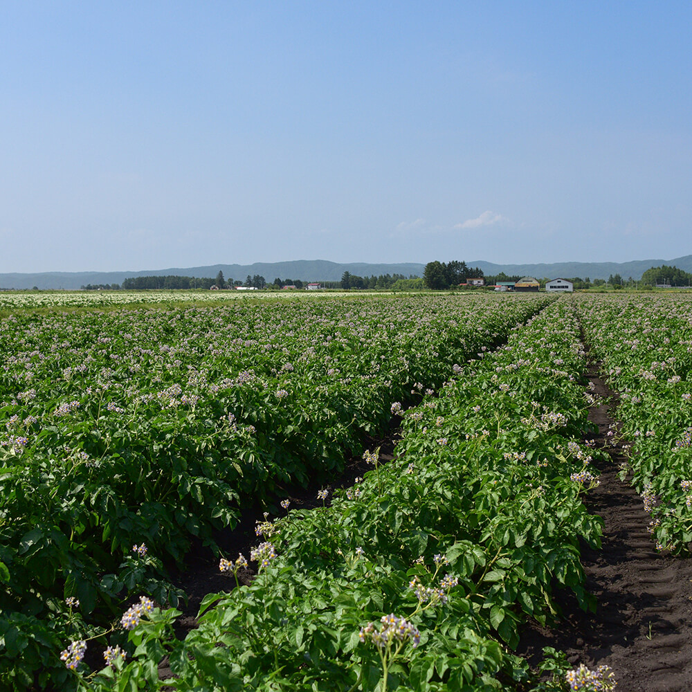 十勝産メークインとインカのめざめ 10kg｜PREZO(プレゾ) - 北海道のお