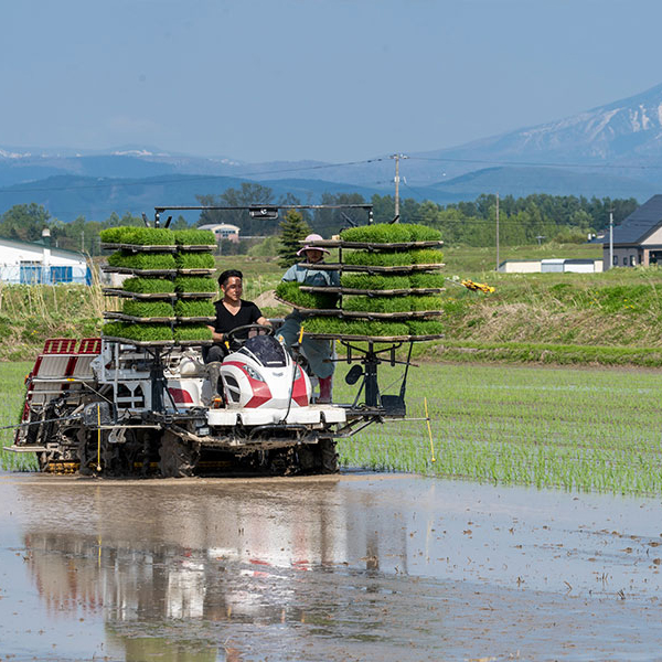 北海道特別栽培米ゆきさやか 10kg【令和7年産】｜PREZO(プレゾ