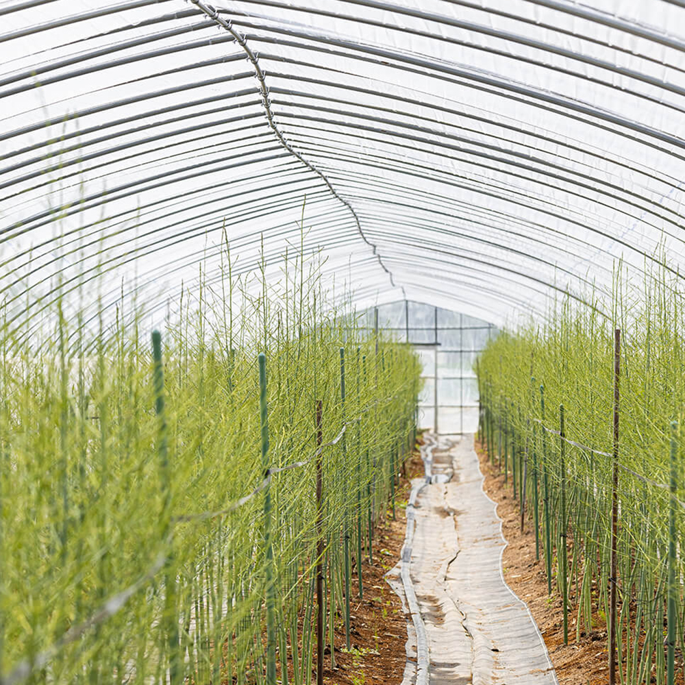 春採りアスパラガス Lサイズ～ 1kg｜PREZO(プレゾ) - 北海道のお