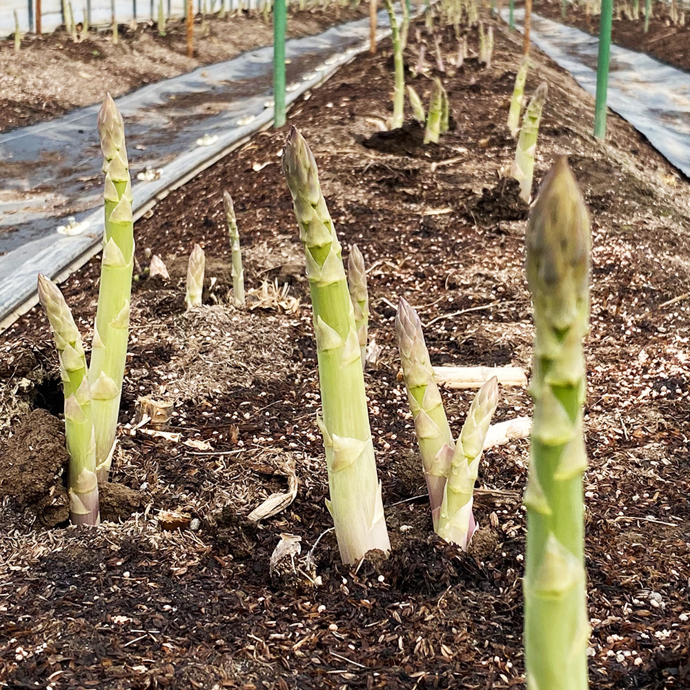 10点限定！春採りアスパラガス2L～3L混合1kg｜早割｜PREZO(プレゾ