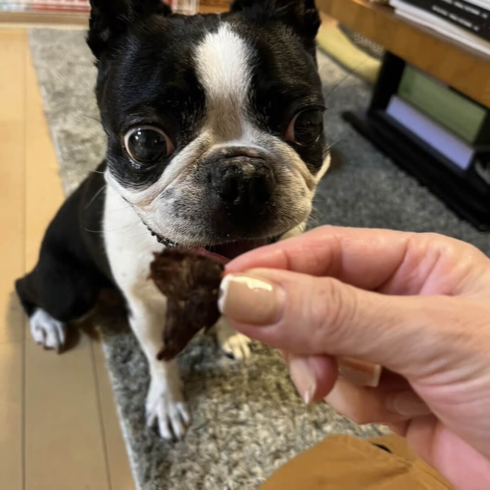 エゾ鹿ジャーキー 20g【犬猫用】｜PREZO(プレゾ) - 北海道のお取り寄せ