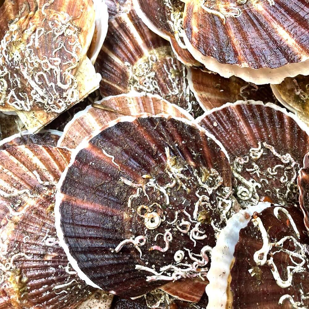 お刺身用赤玉ホタテ貝柱（玉冷）500g【北海道産】｜PREZO(プレゾ