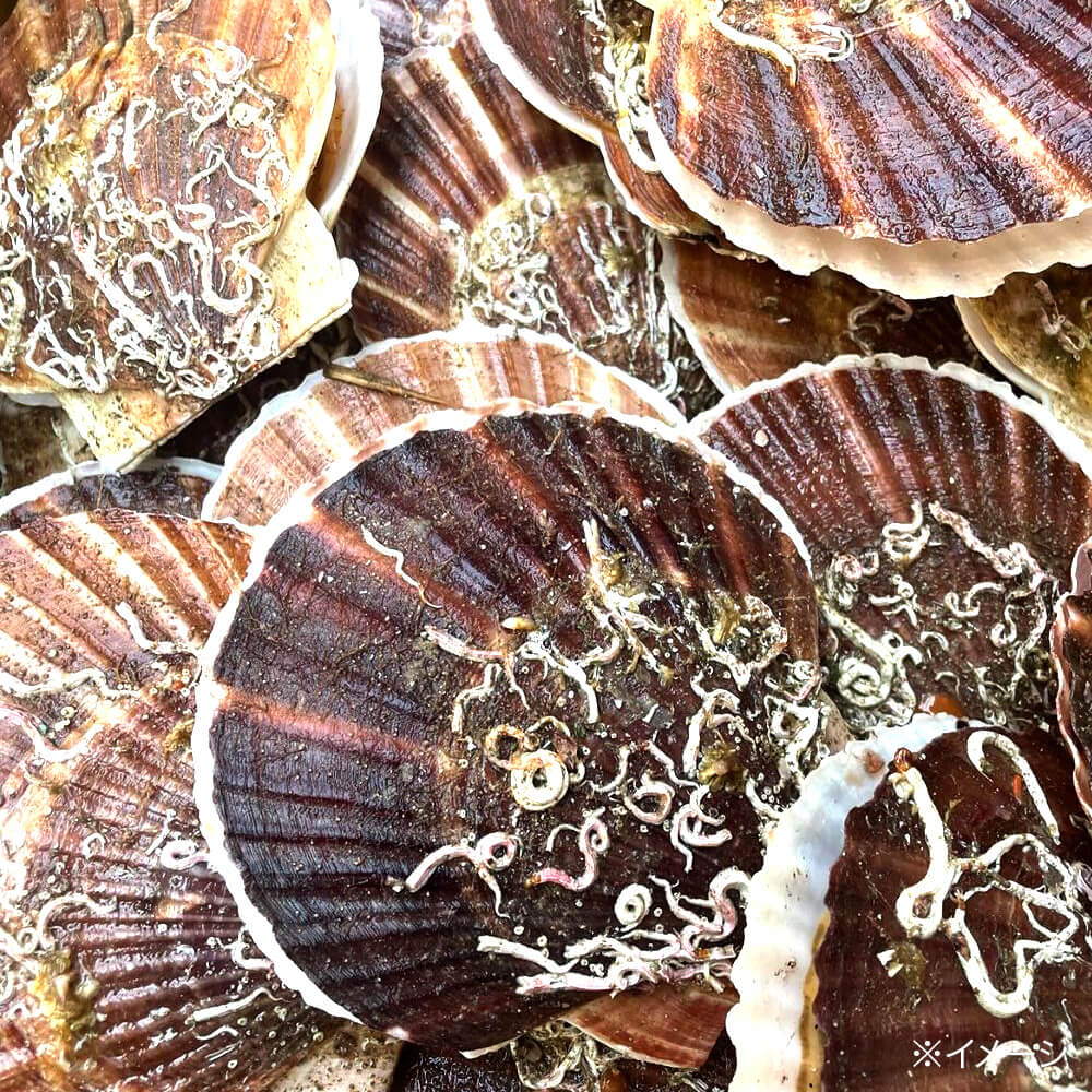 北海道産ホタテ干し貝柱（割れ）450g【お徳用】｜PREZO(プレゾ
