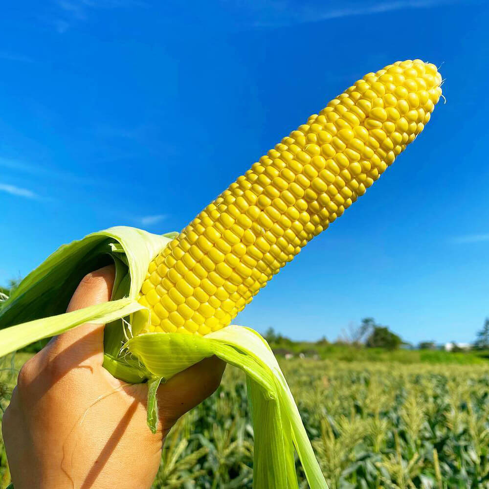 とうもろこし トウモロコシ🌽品種選定 まだまだ冬野菜の収穫が始まったばかり