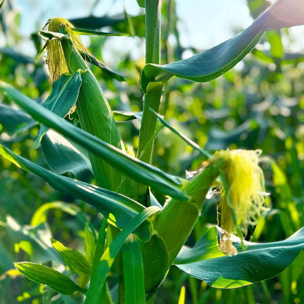 糖度18～20度！北海道産とうもろこし22本（わくわくコーンorほしつぶ
