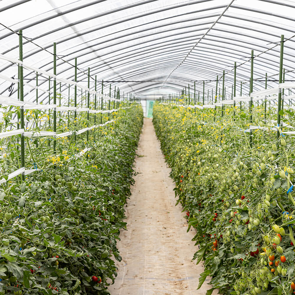 平均糖度8度以上！有機ミニトマト「アイコ」 1kg｜PREZO(プレゾ