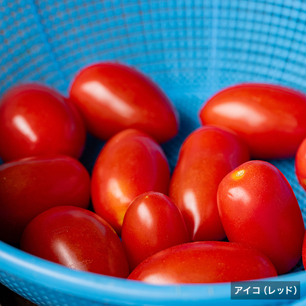 ミニトマト「アイコ」とミディトマト「フルティカ」 計2.5kg｜PREZO