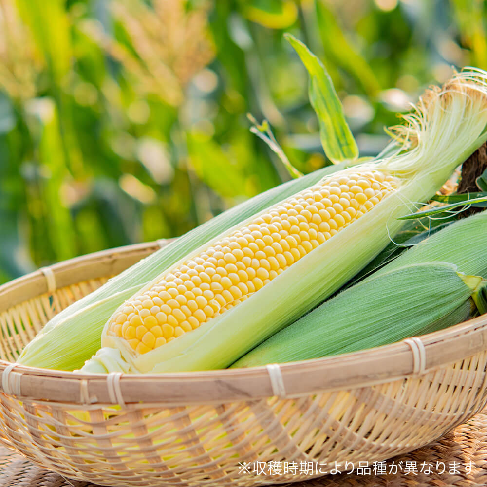 手作業選定！北海道当別産の朝採りとうもろこし2Lサイズ 10本｜PREZO