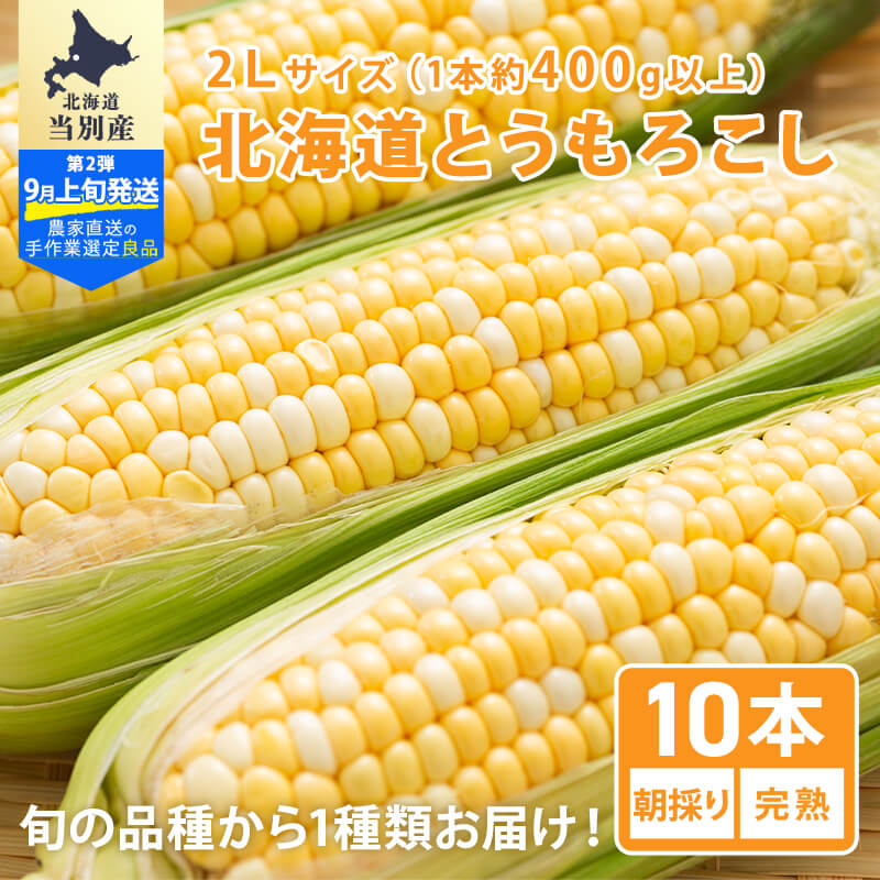 手作業選定！北海道当別産の朝採りとうもろこし2Lサイズ 10本