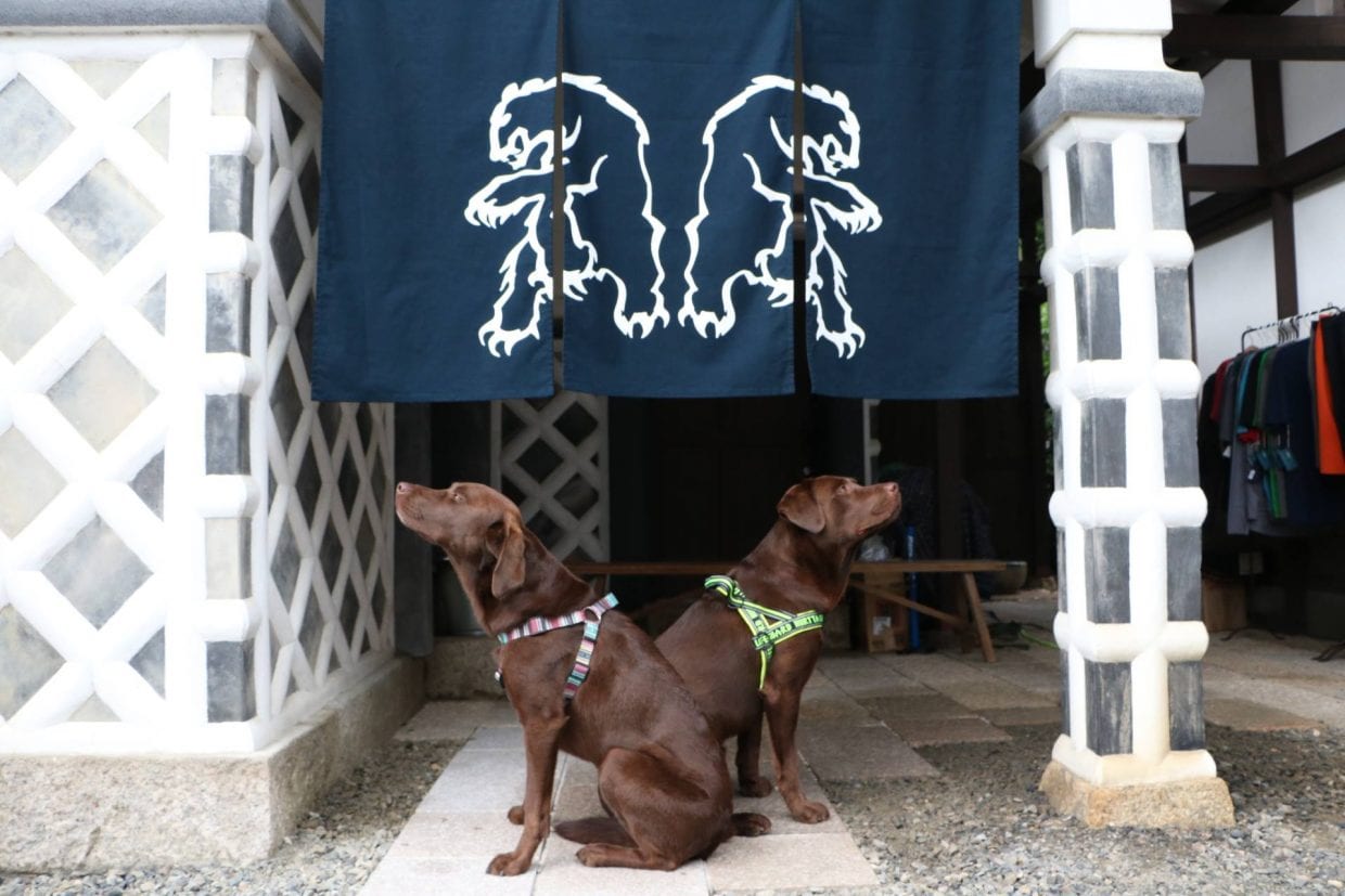 chromag_dogs