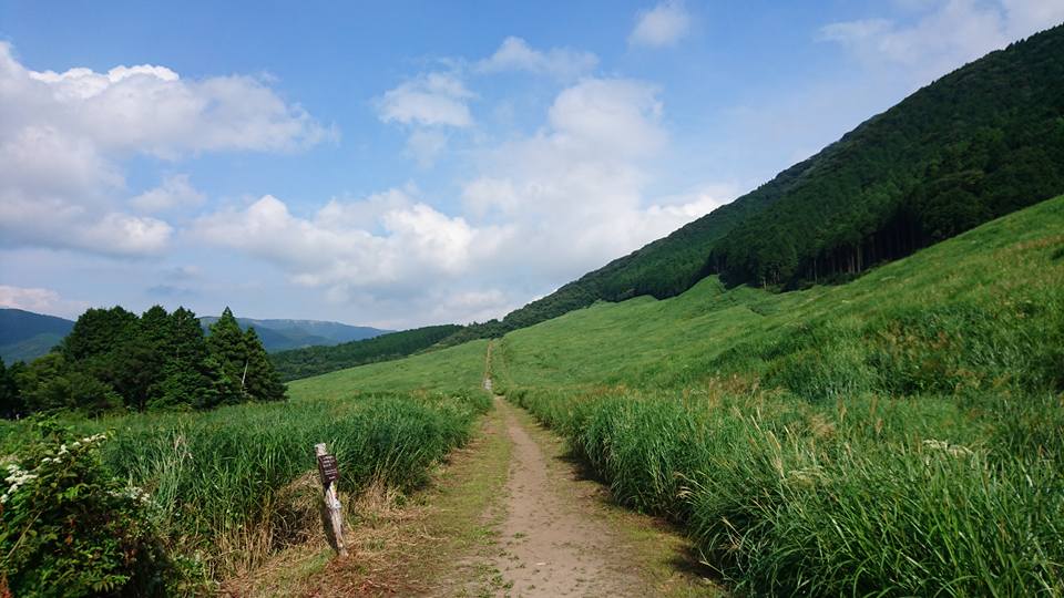 夏のススキ野原はこんな感じですが