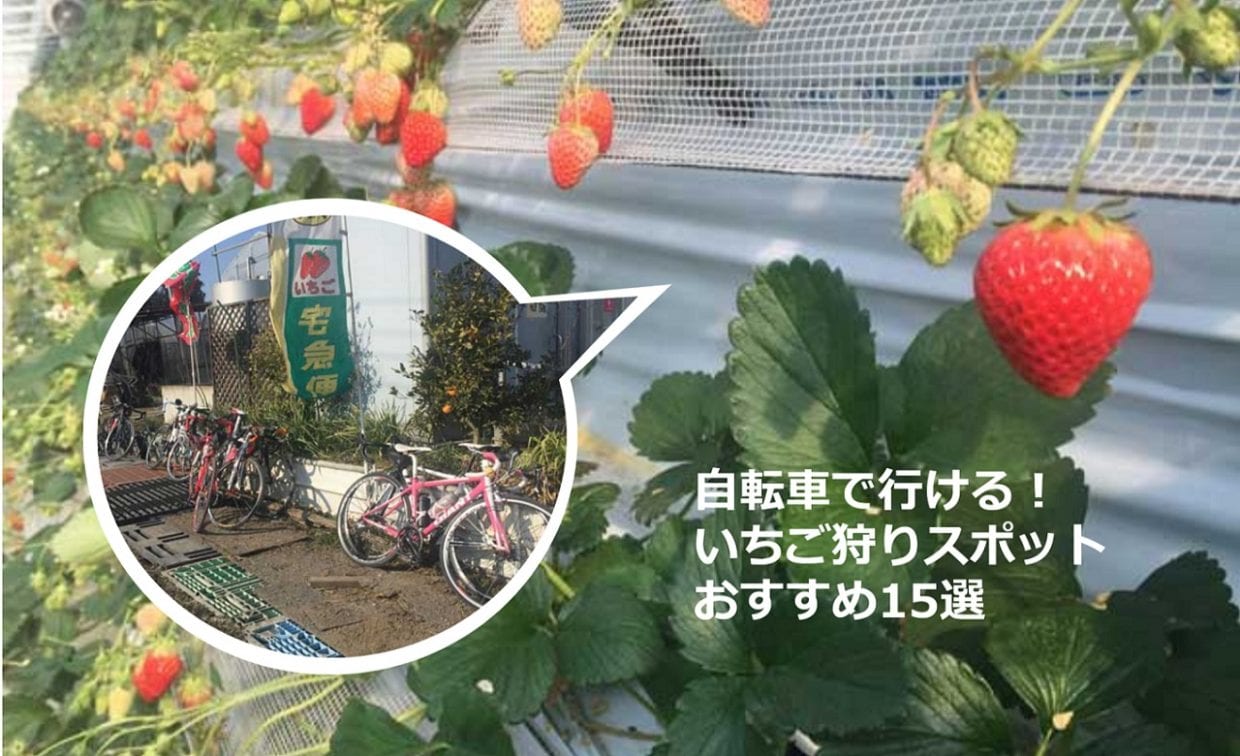 いちご狩り 自転車 おすすめ農園