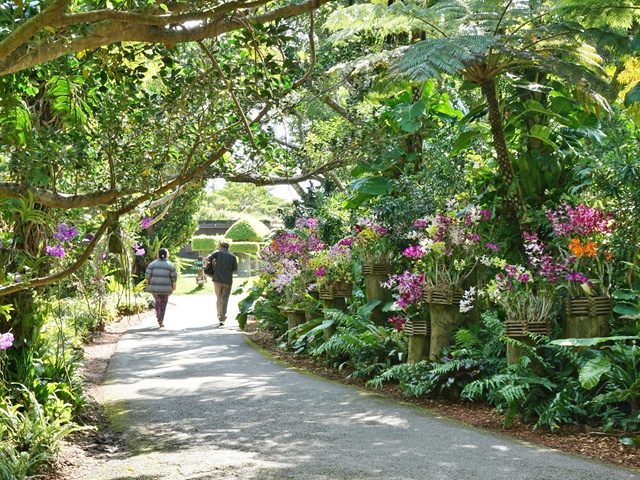 敬老の日 特別企画・入園料半額、デンファレ40%OFFセール開催！(9/13-15)