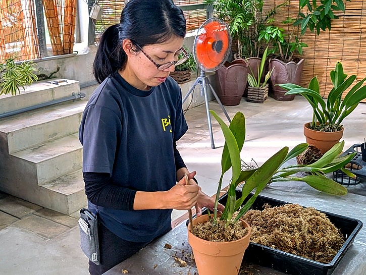 WEB予約・カトレヤ植替え体験