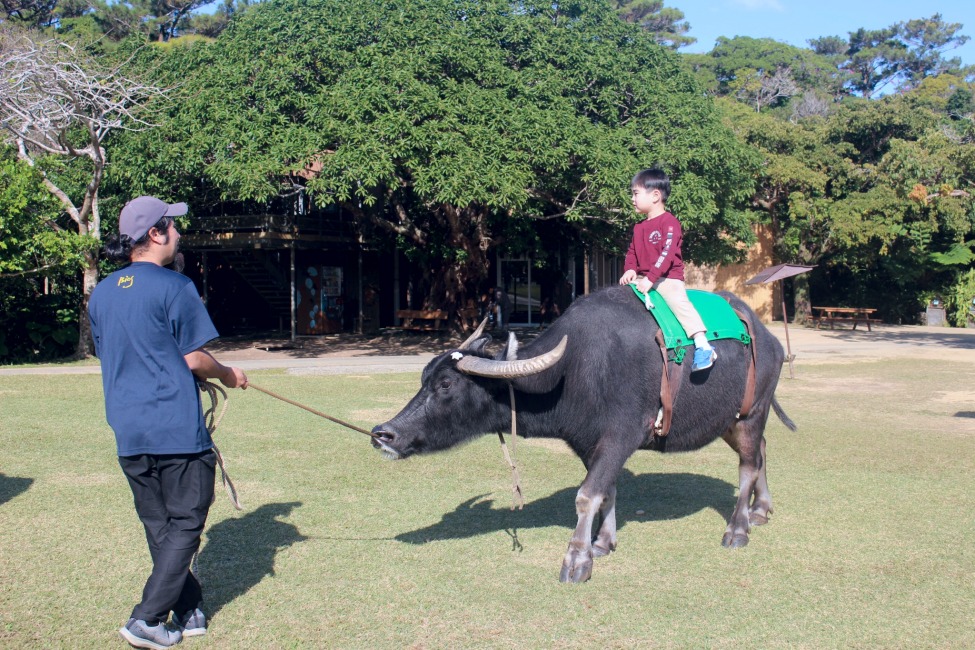 WEB予約・【1日8名限定・期間限定】水牛背乗り体験