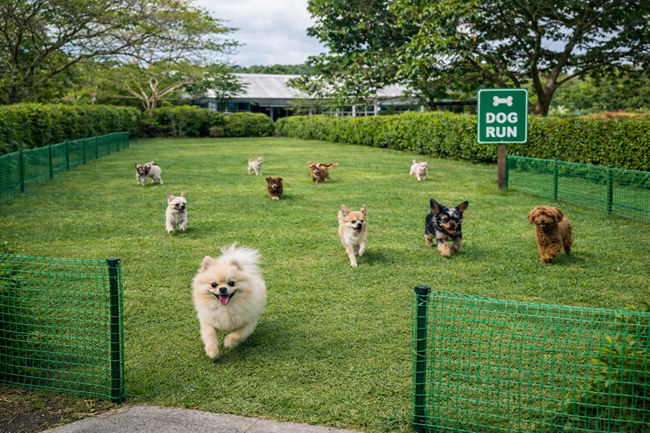 期間限定】ドッグラン（小型犬10kg未満）