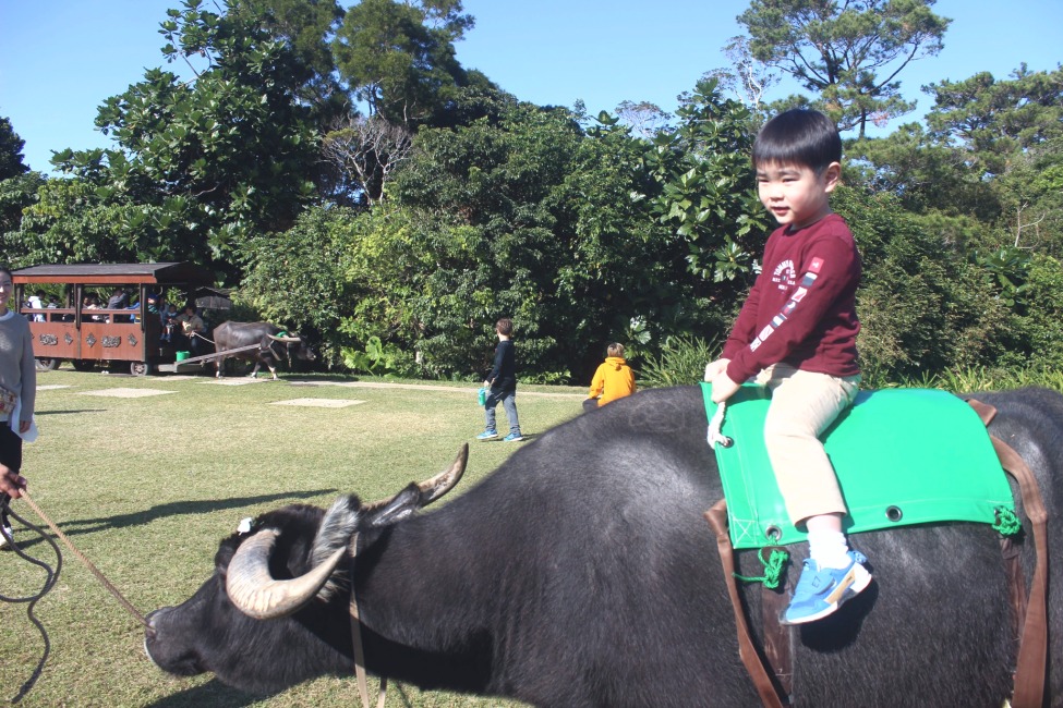 【1日8名限定】水牛の背に乗れる、期間限定体験