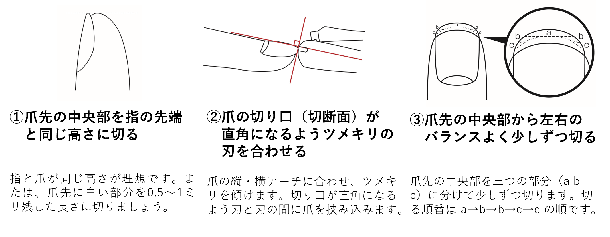 STEP1:「爪を切る」 正しい爪の切り方