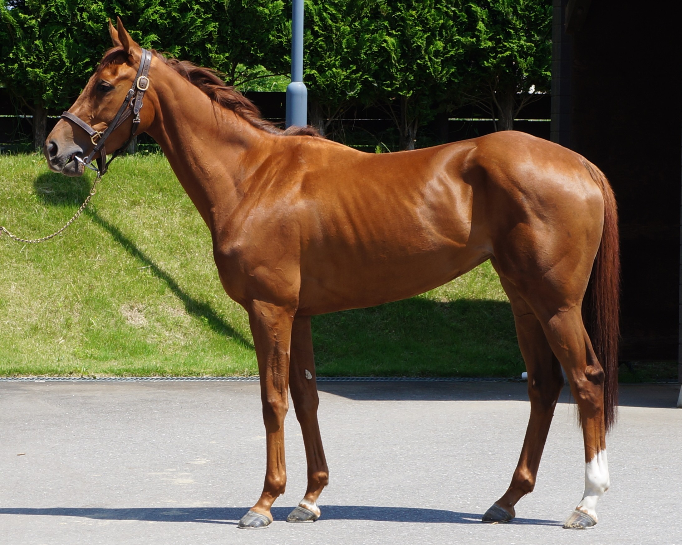 高品質！特大サイズ　イングリッシュ・サラブレッド　頭骨 高品質！特大サイズ イングリッシュ・サラブレッド 頭骨 サラブレッド