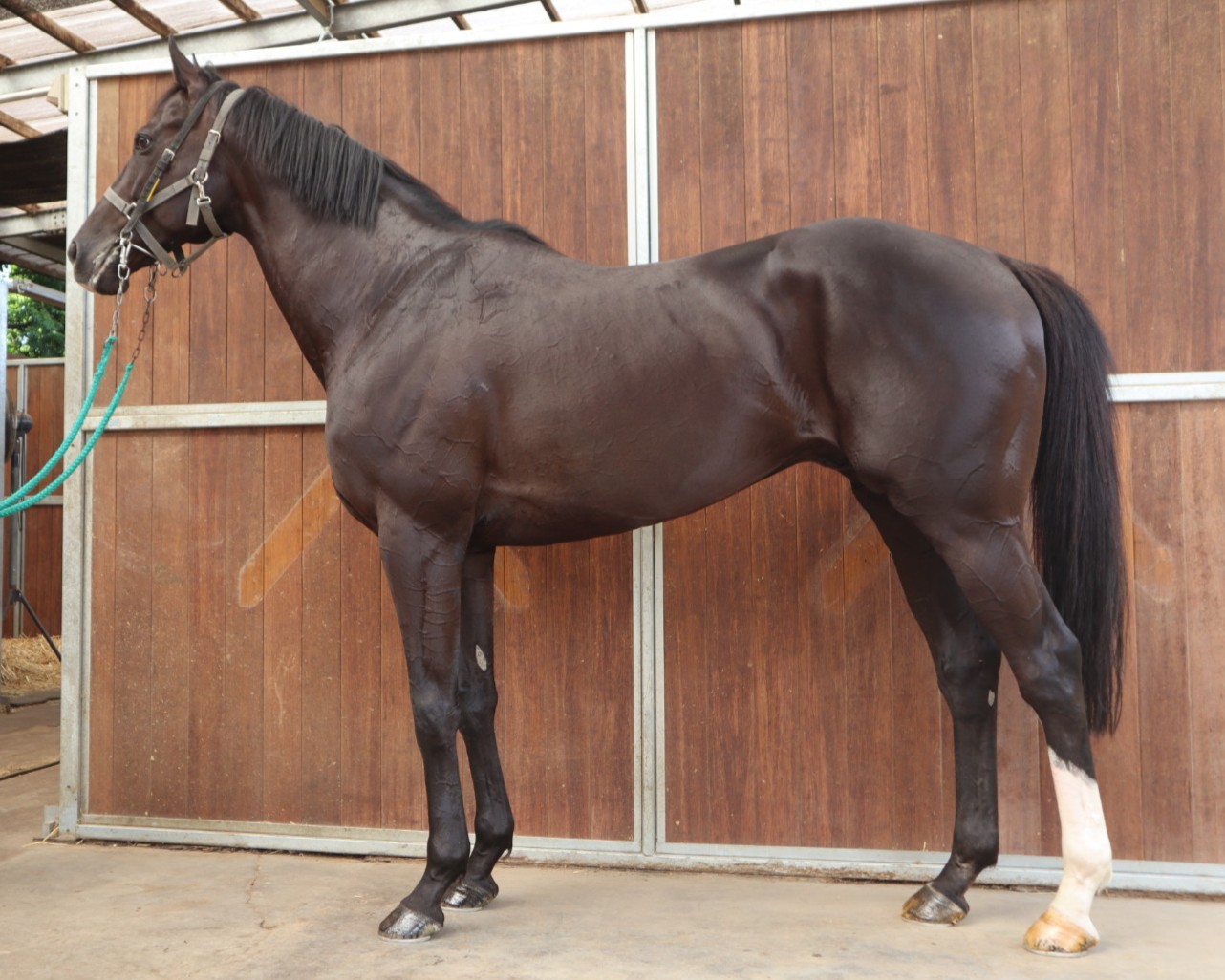 明日6月26日（木）12：00より第572回サラブレッドオークションを開催