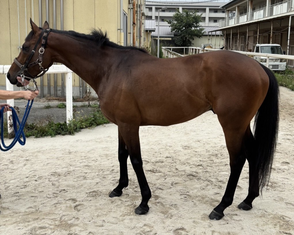 明日8月14日（木）12：00より第586回サラブレッドオークションを開催