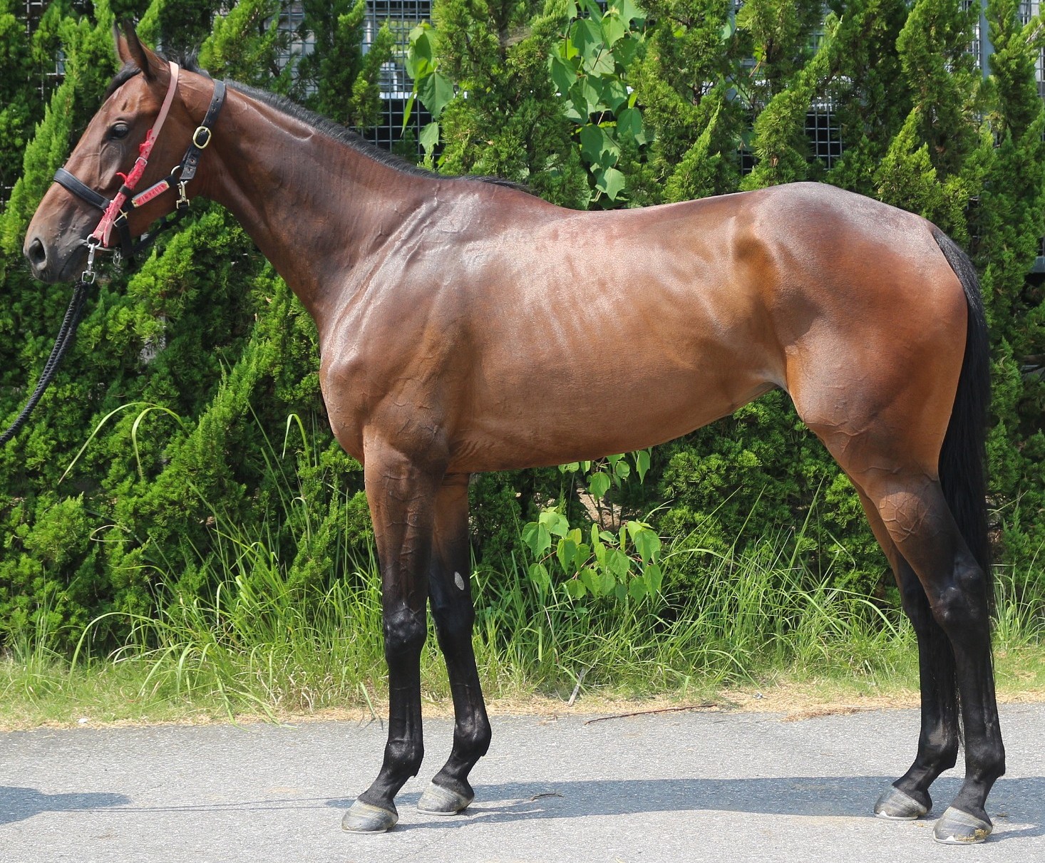 合う馬 明日8月28日（木）12：00より第590回サラブレッドオークションを開催