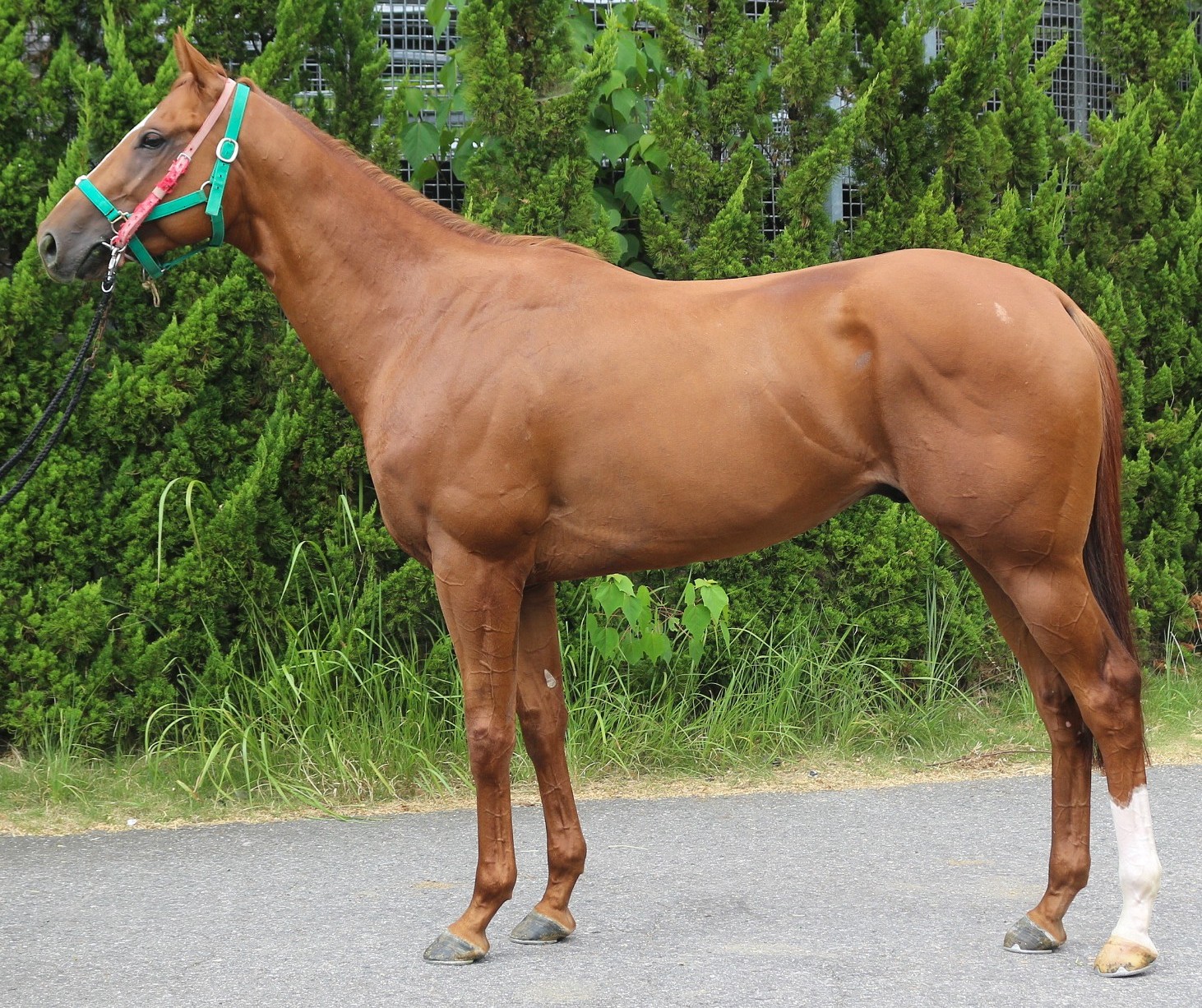 明日8月28日（木）12：00より第590回サラブレッドオークションを開催