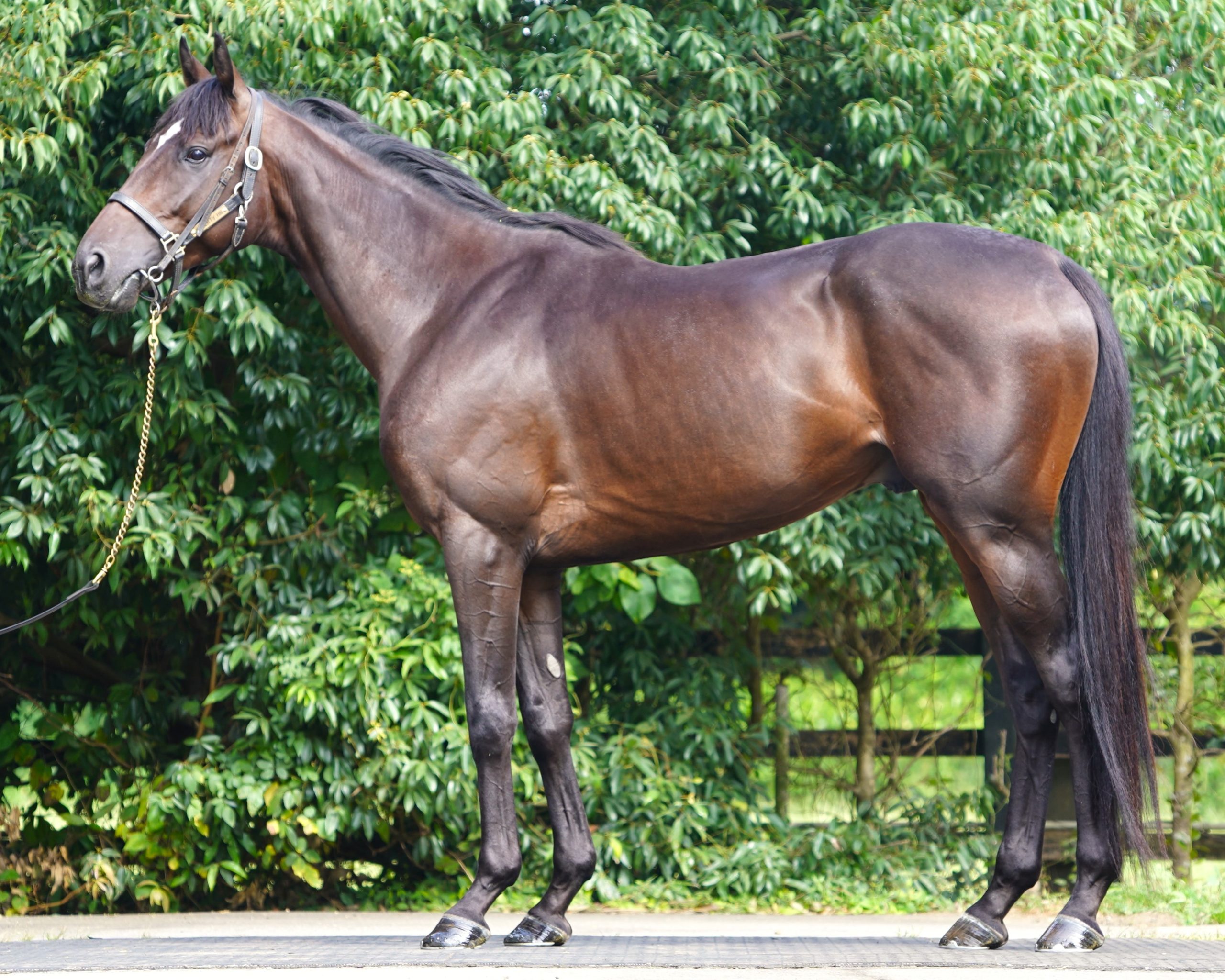 明日9月4日（木）12：00より第592回サラブレッドオークションを開催