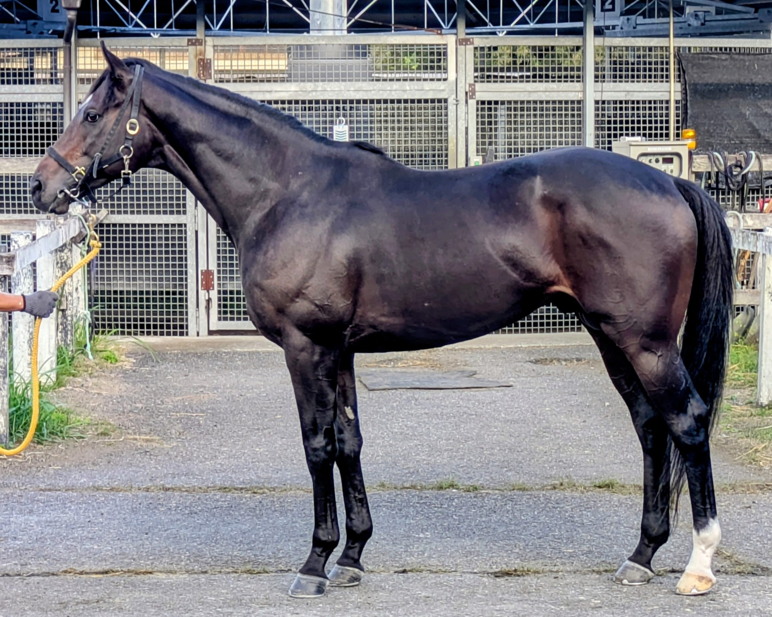 明日10月23日（木）12：00より第606回サラブレッドオークションを開催