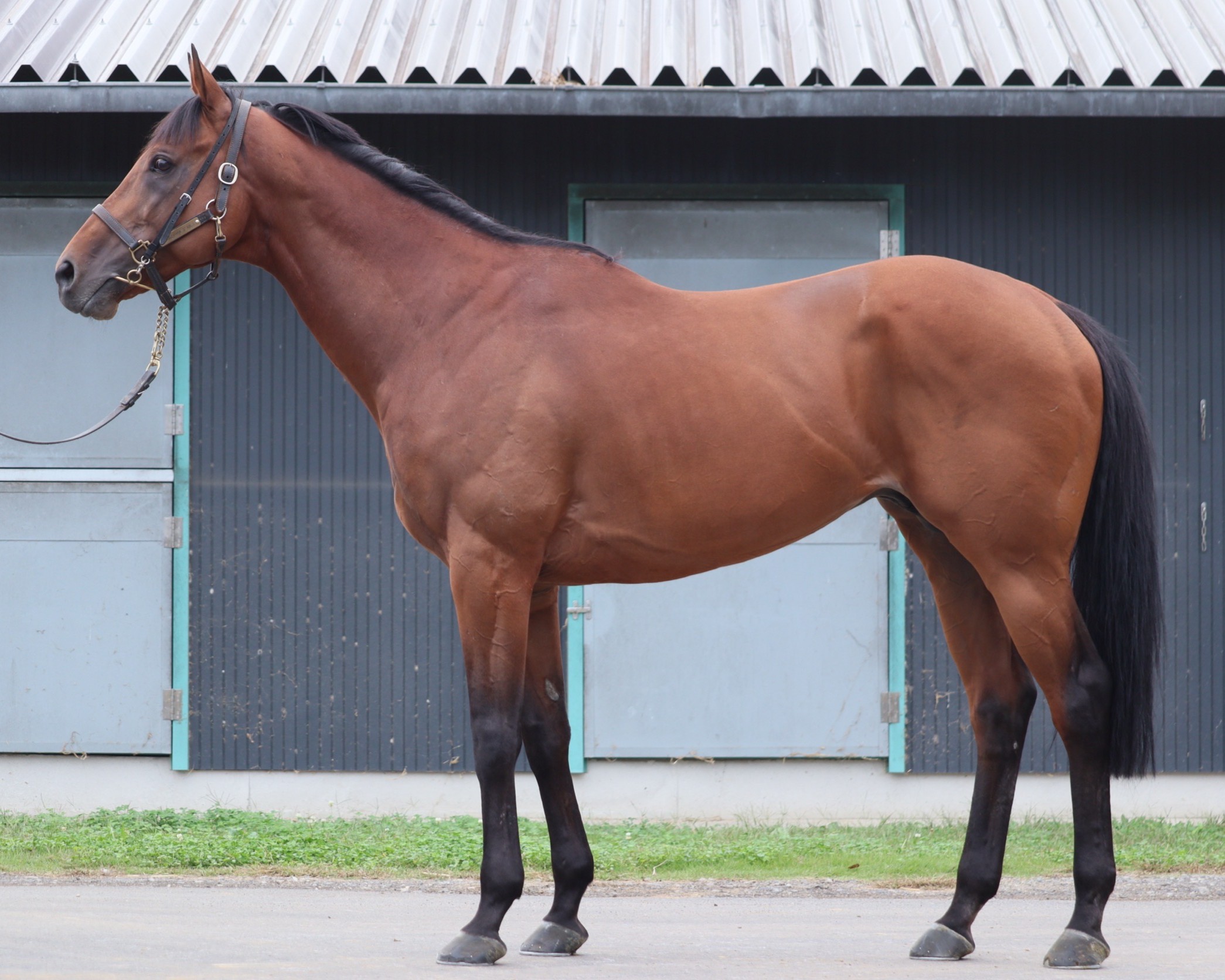 明日10月23日（木）12：00より第606回サラブレッドオークションを開催