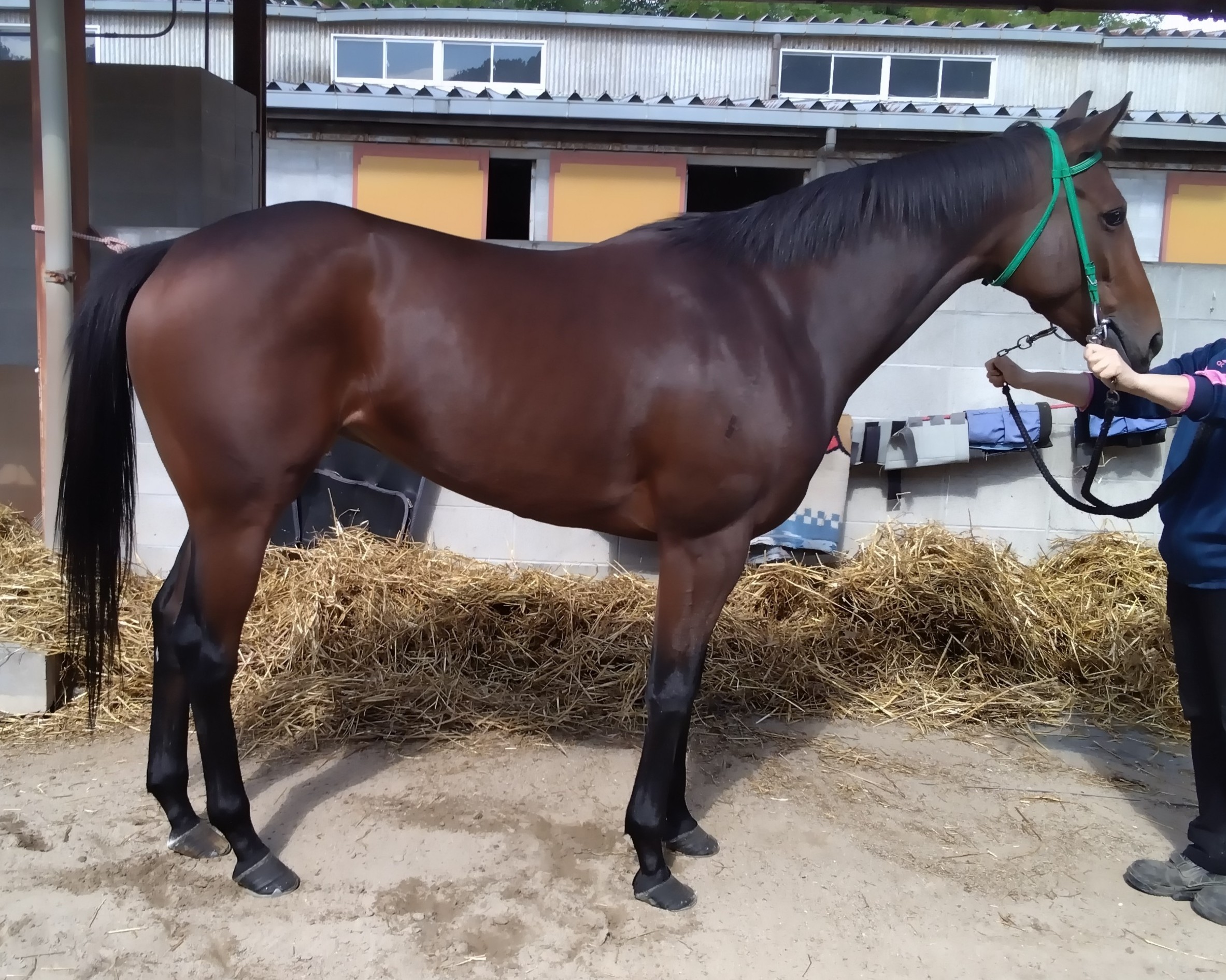 明日10月30日（木）12：00より第608回サラブレッドオークションを開催