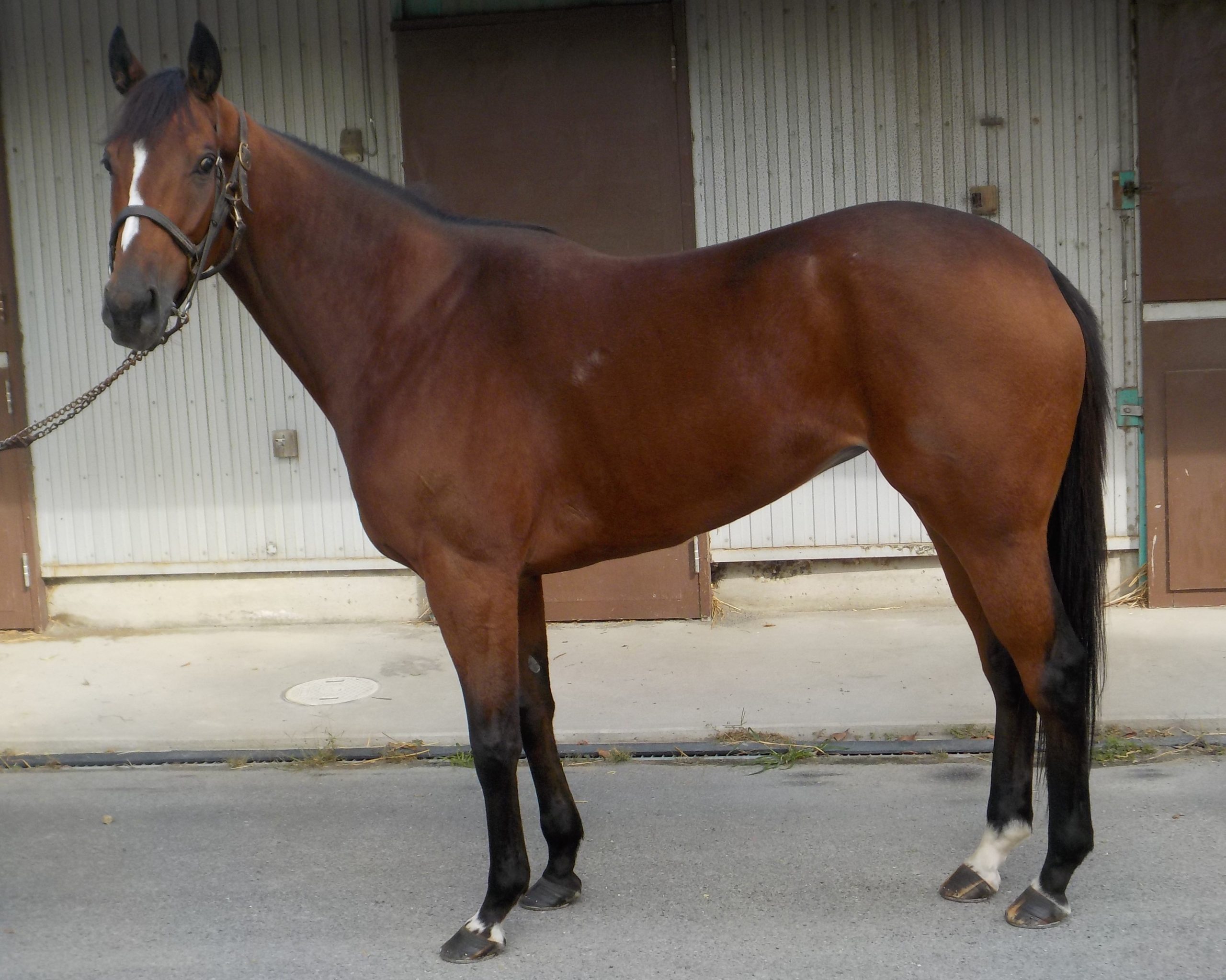 アオアラシ 10月30日まで 明日10月30日（木）12：00より第608回サラブレッドオークションを開催