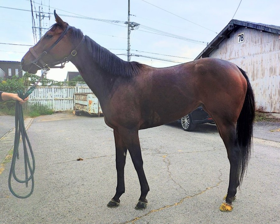 明日10月30日（木）12：00より第608回サラブレッドオークションを開催