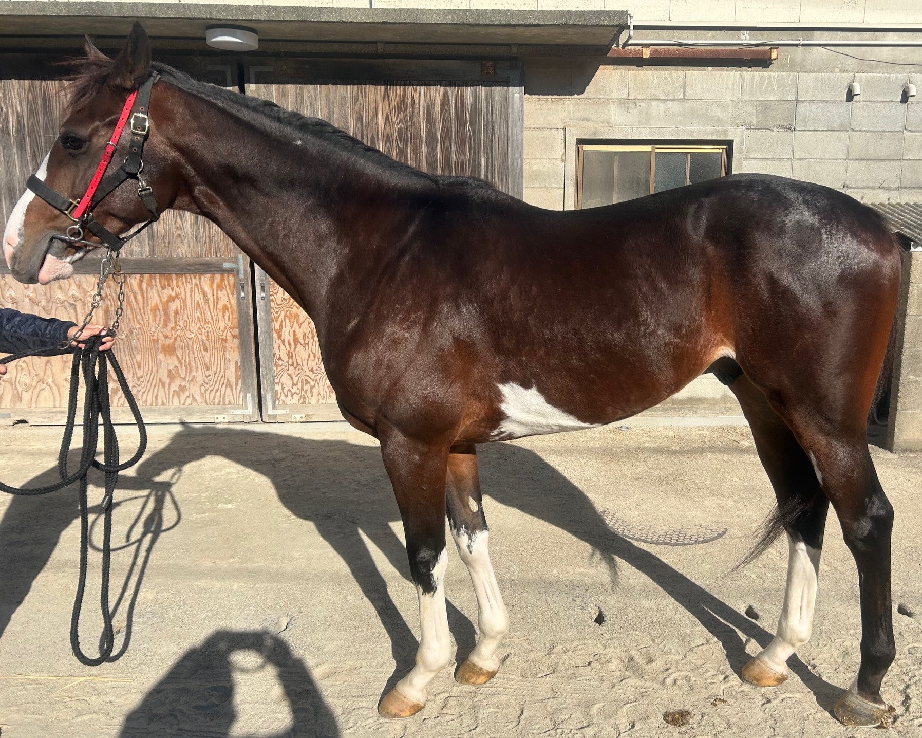 アオアラシ 10月30日まで 明日10月30日（木）12：00より第608回サラブレッドオークションを開催