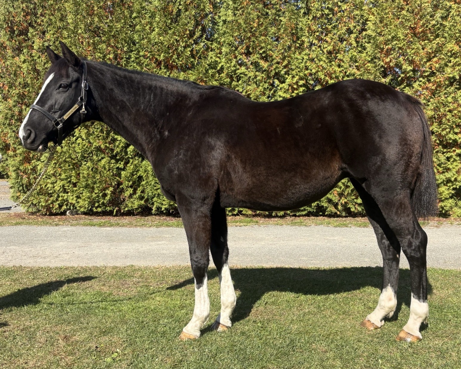 明日10月30日（木）12：00より第608回サラブレッドオークションを開催