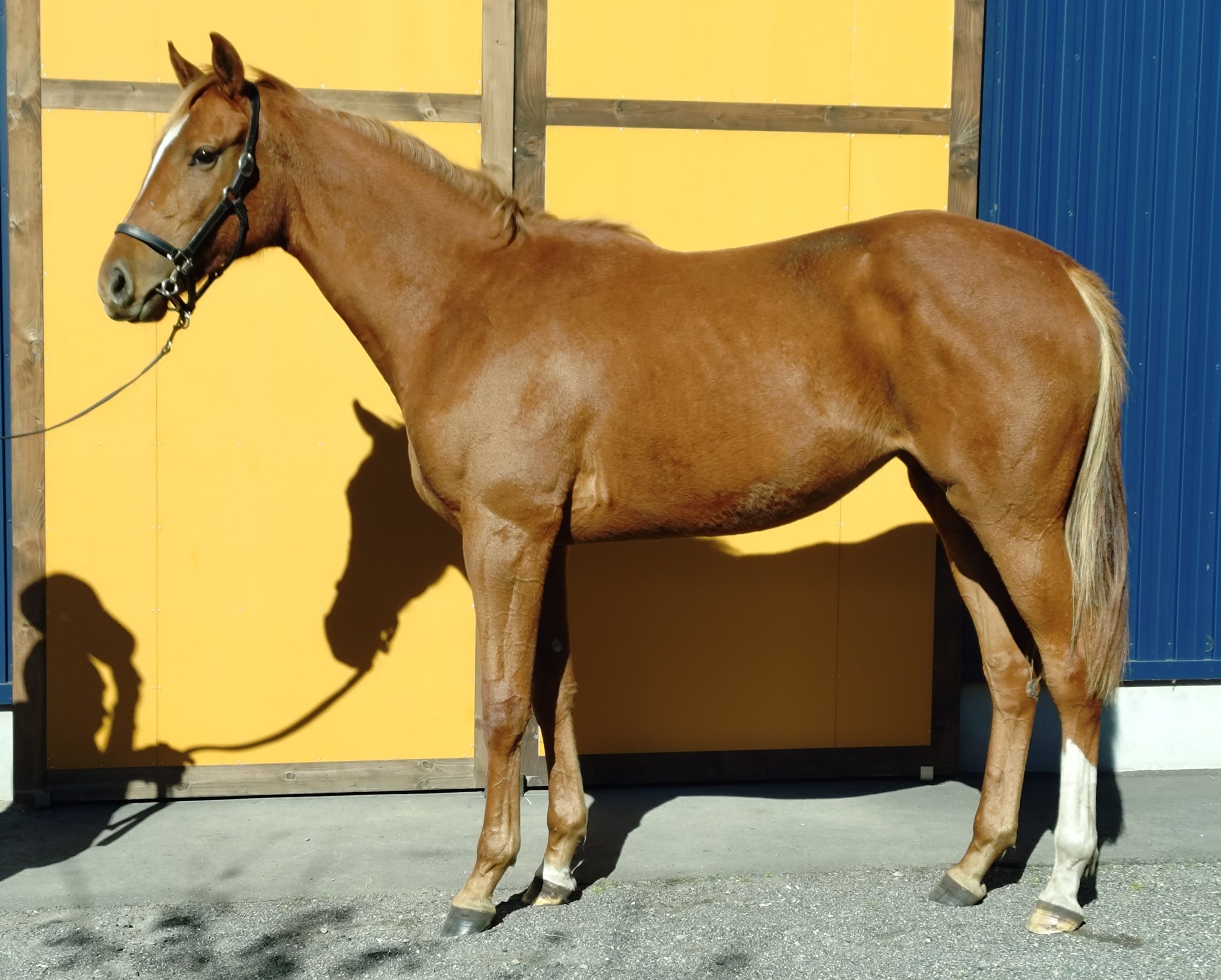 明日10月30日（木）12：00より第608回サラブレッドオークションを開催