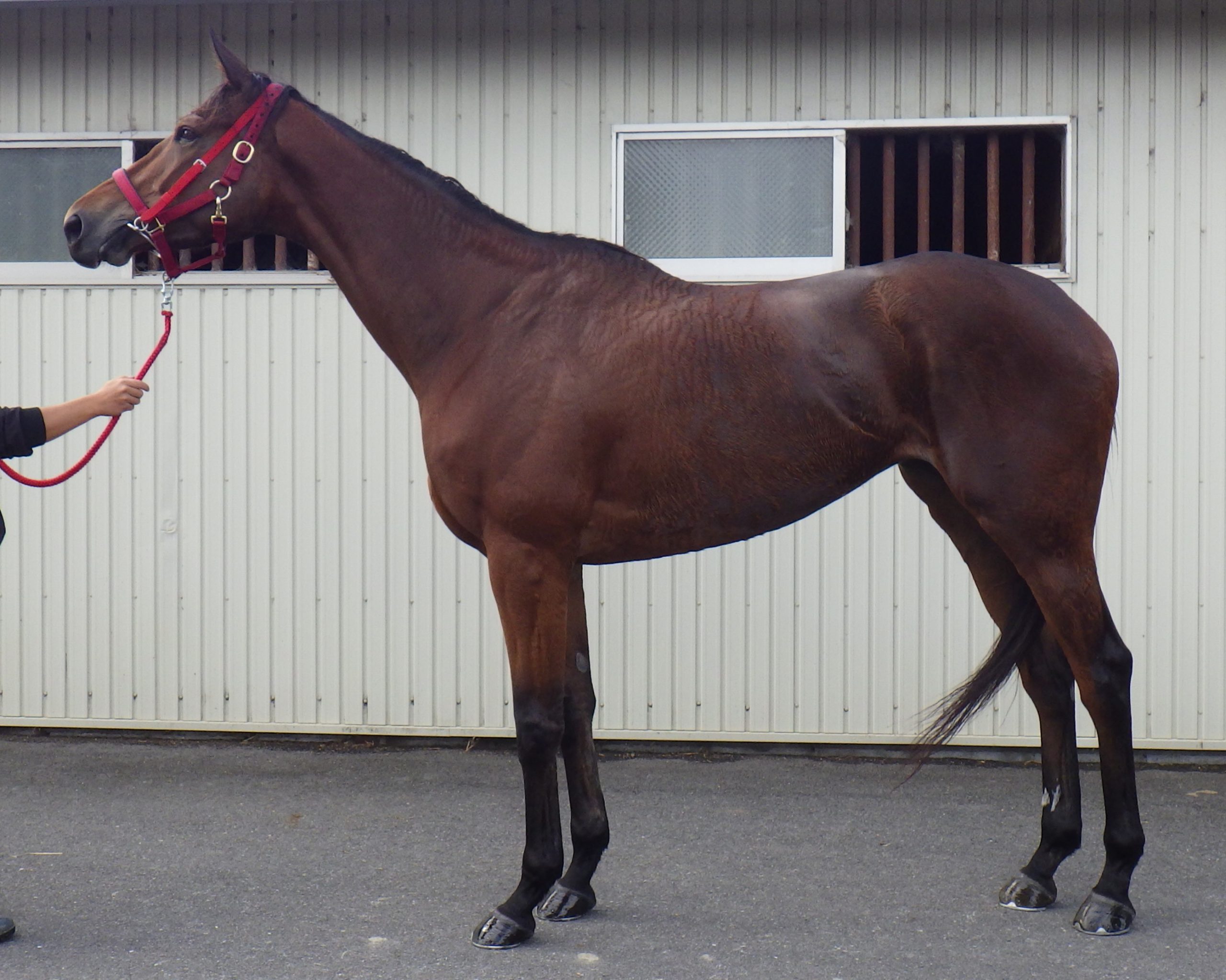 明日10月30日（木）12：00より第608回サラブレッドオークションを開催