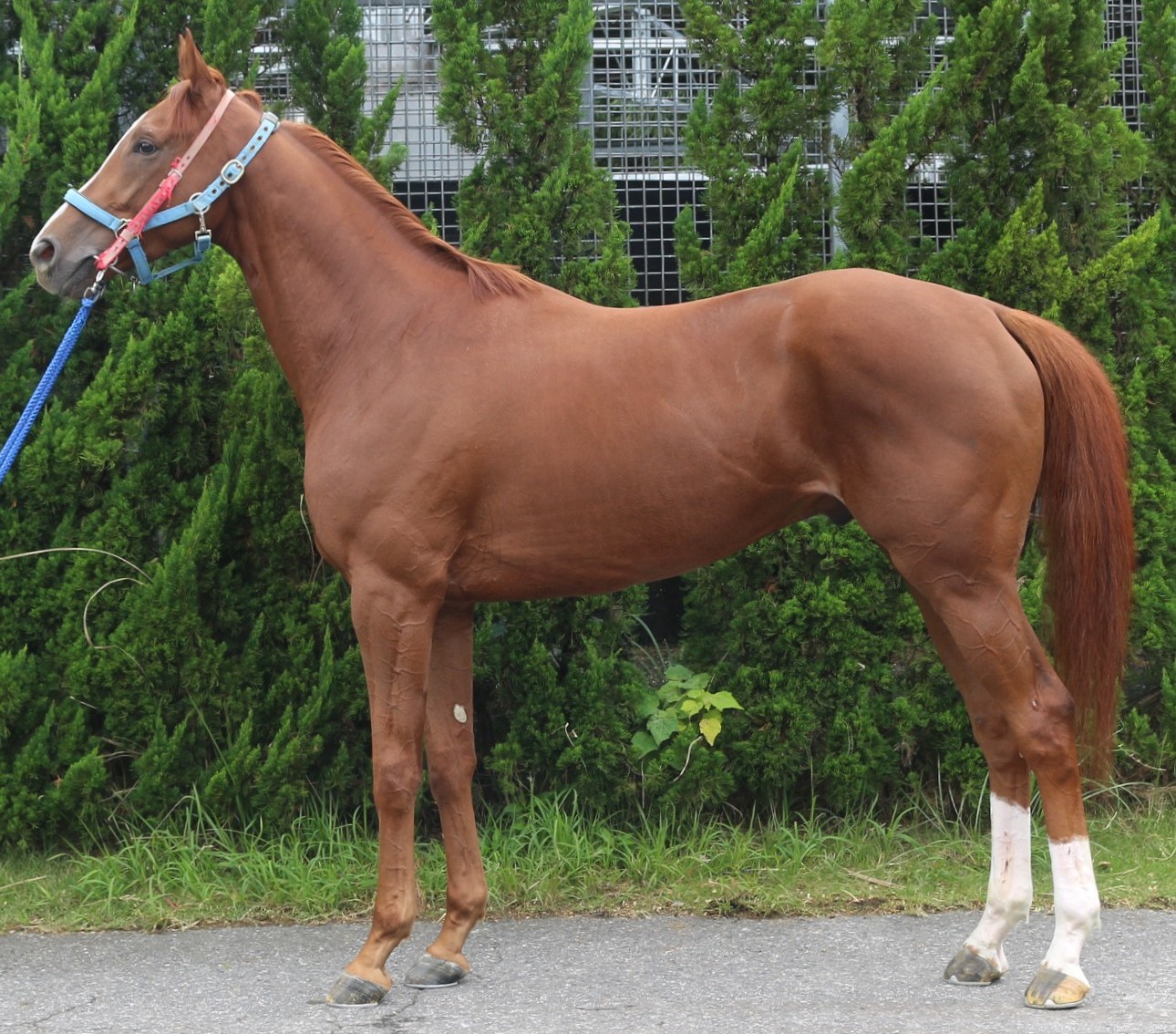 明日10月30日（木）12：00より第608回サラブレッドオークションを開催