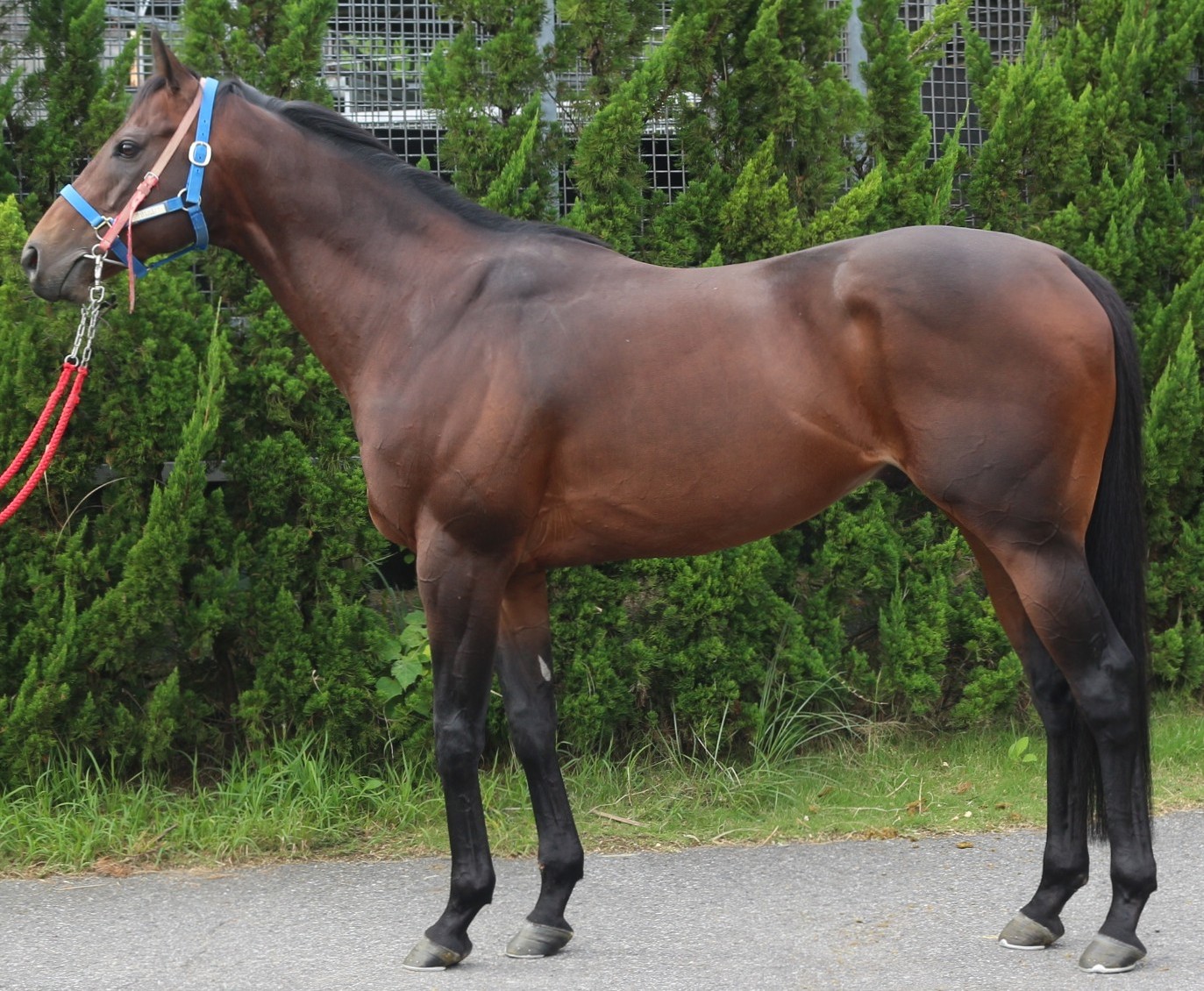 明日10月30日（木）12：00より第608回サラブレッドオークションを開催