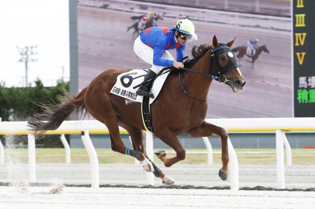 競馬 サウンドトゥルー第42回帝王賞実使用ゼッケン 森泰斗元騎手サイン