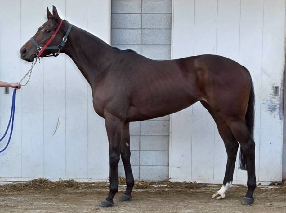 明日11月13日（木）12：00より第612回サラブレッドオークションを開催