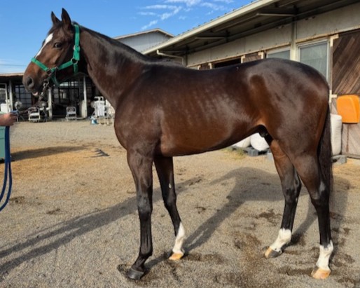 明日11月13日（木）12：00より第612回サラブレッドオークションを開催